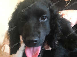 Cockapoo Dogs Puppies For Sale Rehome In Bridgend Find Dogs