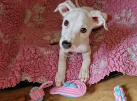 Beautiful, confident female lurcher puppy for sale