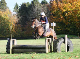 Super smart and honest pony!