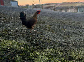 PARTRIDGE LEGHORN HATCHING EGGS
