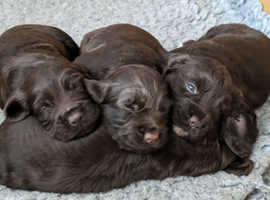 Working Cocker Spaniel Puppies For Sale