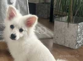 Pomeranian 9 months doggie