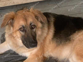 German shepherd bitch