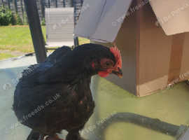Pekin cockerel