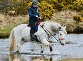Lightweight rider wanted to help exercise 14h pony