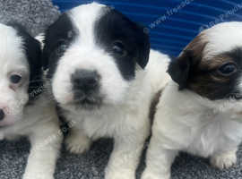 Adorable Sealyham terriers
