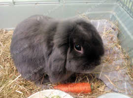 15mnth house rabbit