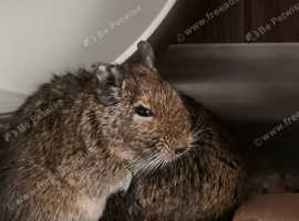 Degus for sale near 2024 me