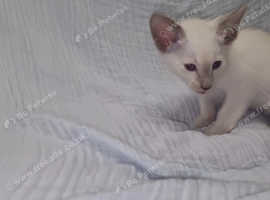 2 Cheeky Pure Siamese Kittens