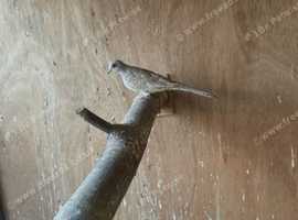 Beautiful Dove