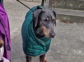 Grey doberman 2024 for sale