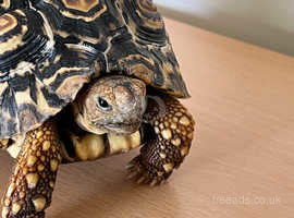 Leopard tortoise thirteen months old