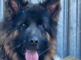 STUNNING *PROVEN* KC longhair German Shepherd for STUD