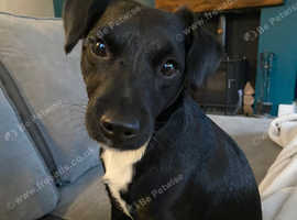 Loving home wanted for  an 18 month old Patterdale Terrier