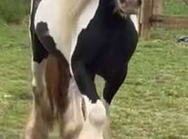 Molly cob chunky mare