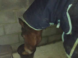 15'1 thoroughbred mare