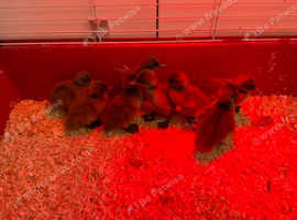 Khaki Campbell Ducklings for Sale - Slough