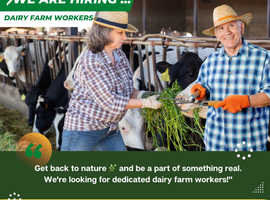 Dairy farm workers needed