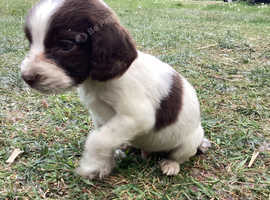 Last boy spaniel pup