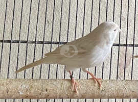 Satinette male canary