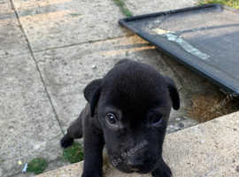 9 week old shar pei cross boy £300