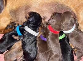 Beautiful 7 Miniature Dachshund puppies