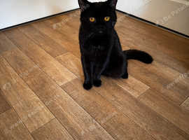 2 male Blue Russian x Persian cats for sale