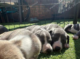 Whippet puppies