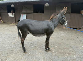 Trio of donkeys - Home saught