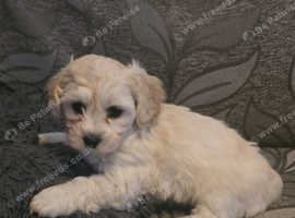 Stunning little Cavachon girl