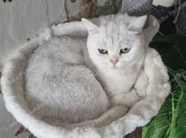 2 adult british shorthair females