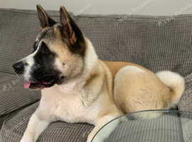 American Akita - 1 year old female