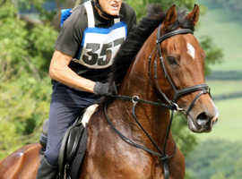 16.2hh Sports mare for full long term loan