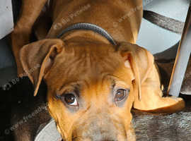 Female bullmastiff