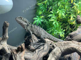 Australian Water Dragons at Birmingham Reptiles