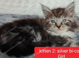 Norwegian Forest Mix European Maine coon kittens