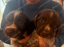 WIREHAIRED POINTER X SPRINGERS (Pingers)
