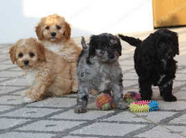 Cavapoo mini hot sale for sale