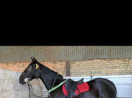 16.1 15 year old standardbred mare