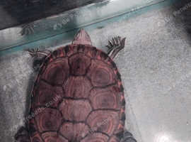 3 year old map turtle