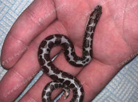 Kenyan sand boas for sale Essex