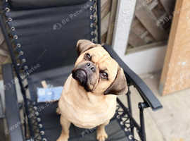 Male puggle