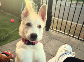 Girl Puppy