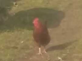 Rooster Rhodes island red