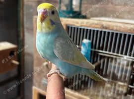 Adorable baby budgies ready for new home