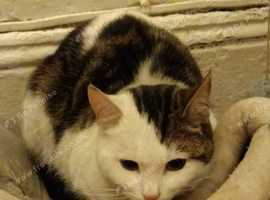 MALE CAT FOR SALE