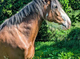 'Thorpe Hill Ace' - Registered 5-Year-Old Clydesdale Gelding (Approx. 19hh) £8,000 ONO - Collection Only