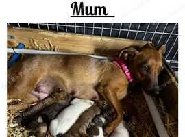 Stunning Rainbow Litter of Jack Russell Terrier Pups