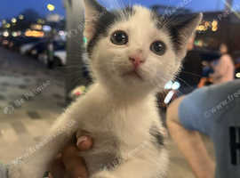 11 week old beautiful kitten
