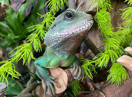 Male Chinese water dragon